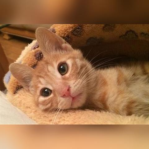 (养猫 香水)探究花与香水之间的奥秘：从猫香水配方的角度看