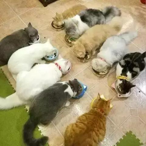 (养猫 香水)探究花与香水之间的奥秘：从猫香水配方的角度看
