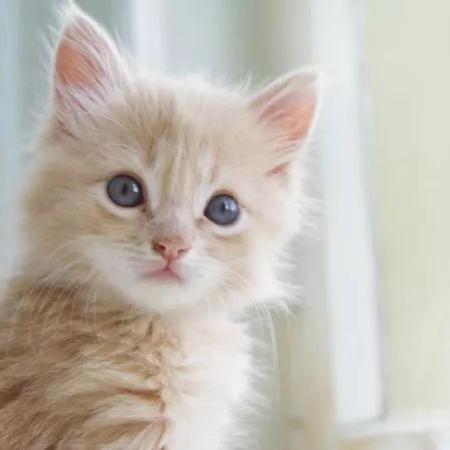 (养猫 香水)探究花与香水之间的奥秘：从猫香水配方的角度看